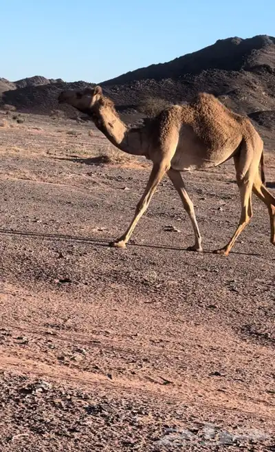 تم اللبيع 0