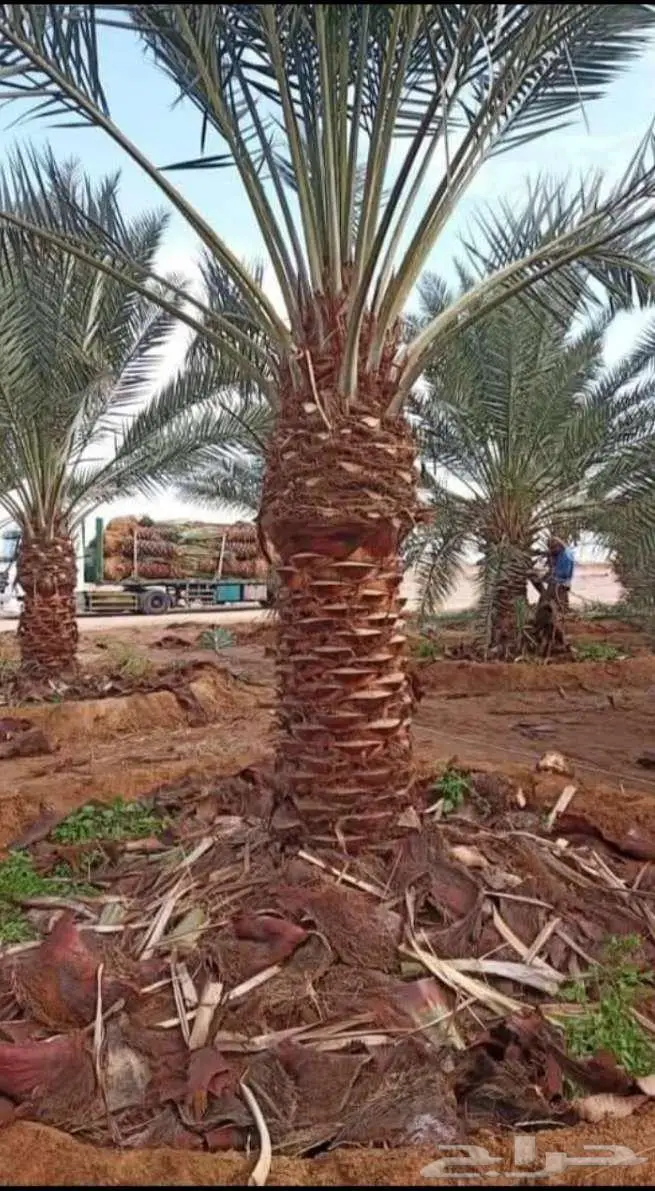 نخل للبيع خلاص مثمره وسكري وبرحي وواشنطن وتركيب شبوك 11