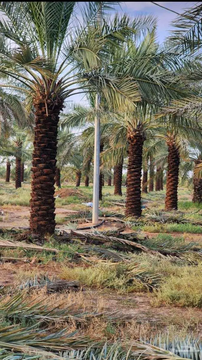 نخل للبيع خلاص مثمره وسكري وبرحي وواشنطن وتركيب شبوك 14