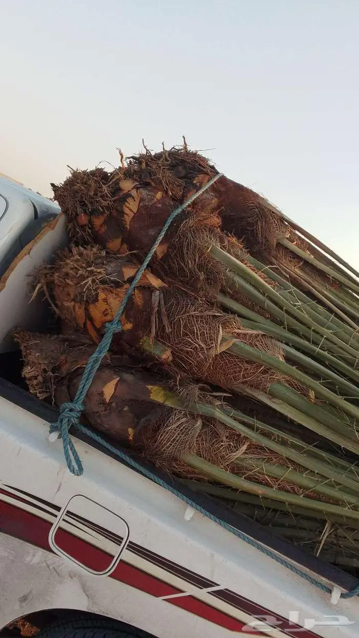 نخل للبيع خلاص مثمره وسكري وبرحي وواشنطن وتركيب شبوك 13