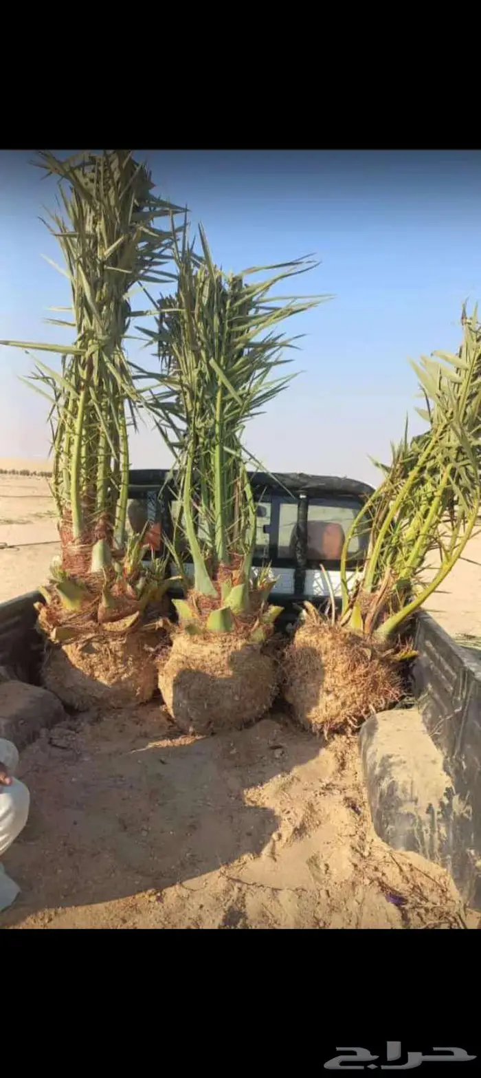 نخل للبيع خلاص مثمره وسكري وبرحي وواشنطن وتركيب شبوك 3