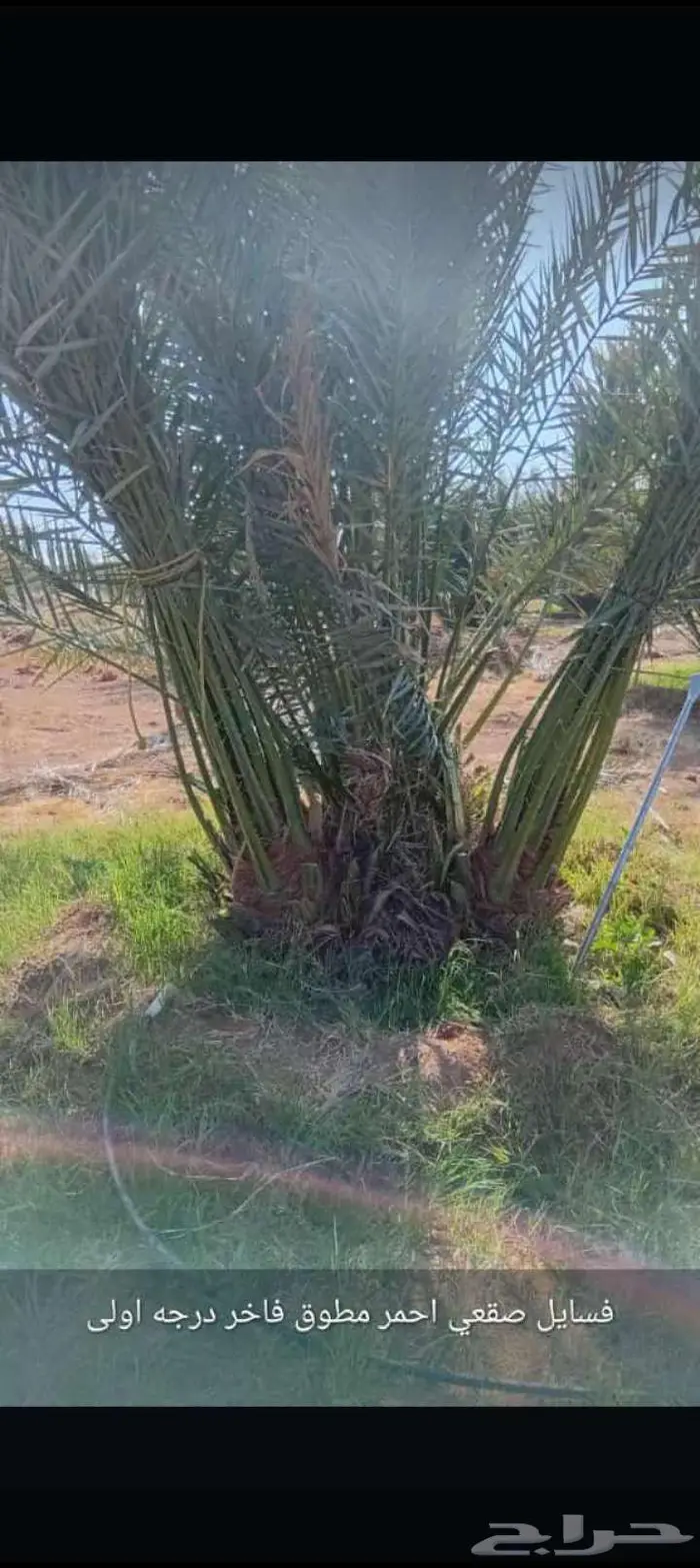 نخل للبيع خلاص مثمره وسكري وبرحي وواشنطن وتركيب شبوك 0
