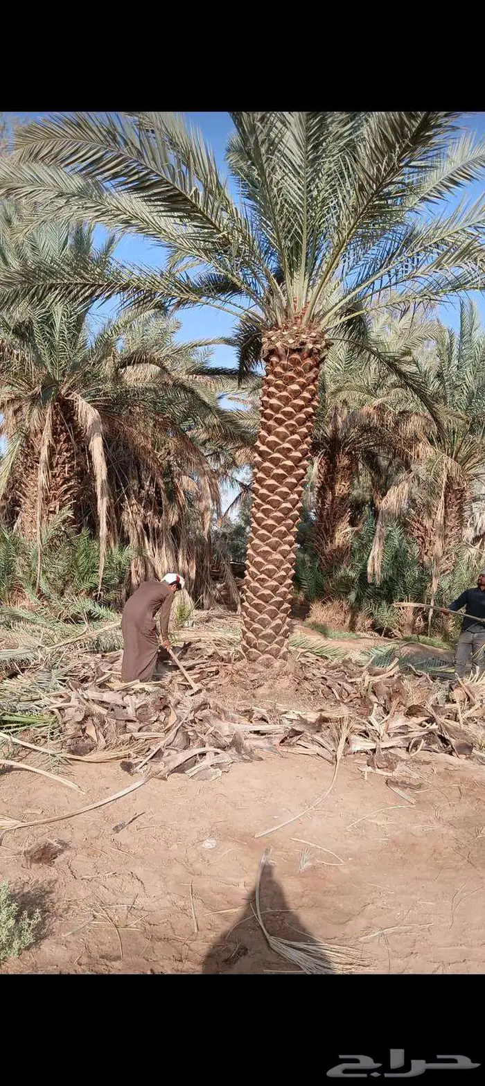 نخل للبيع خلاص مثمره وسكري وبرحي وواشنطن وتركيب شبوك 2