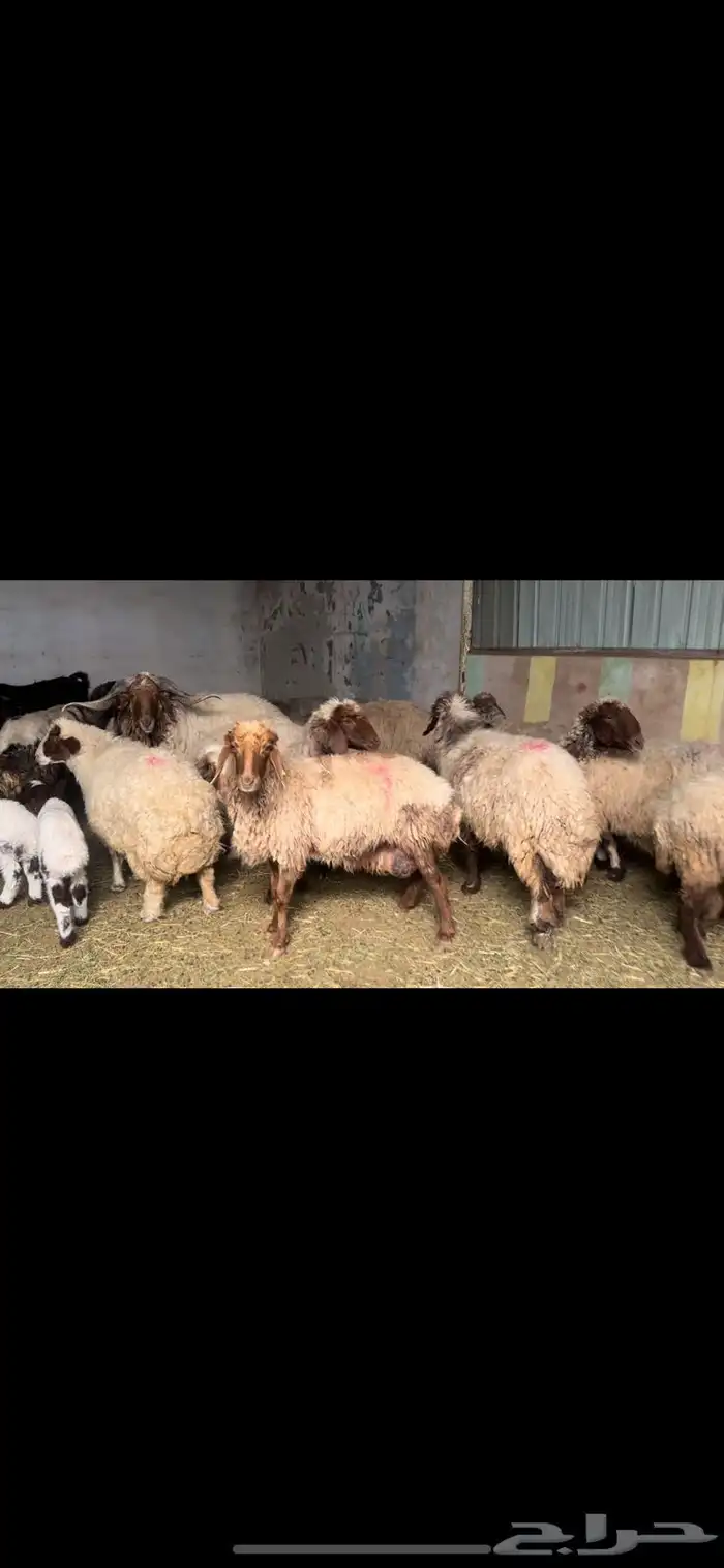 غنم نعيم مطافيل 2