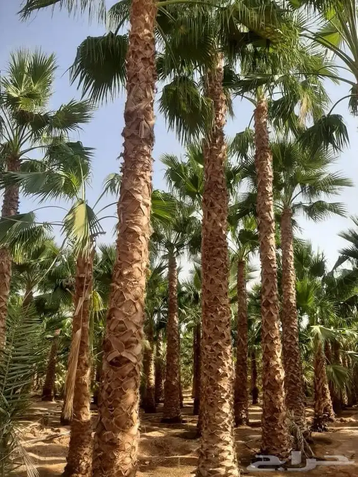نخل واشنطن زينة امريكي 5