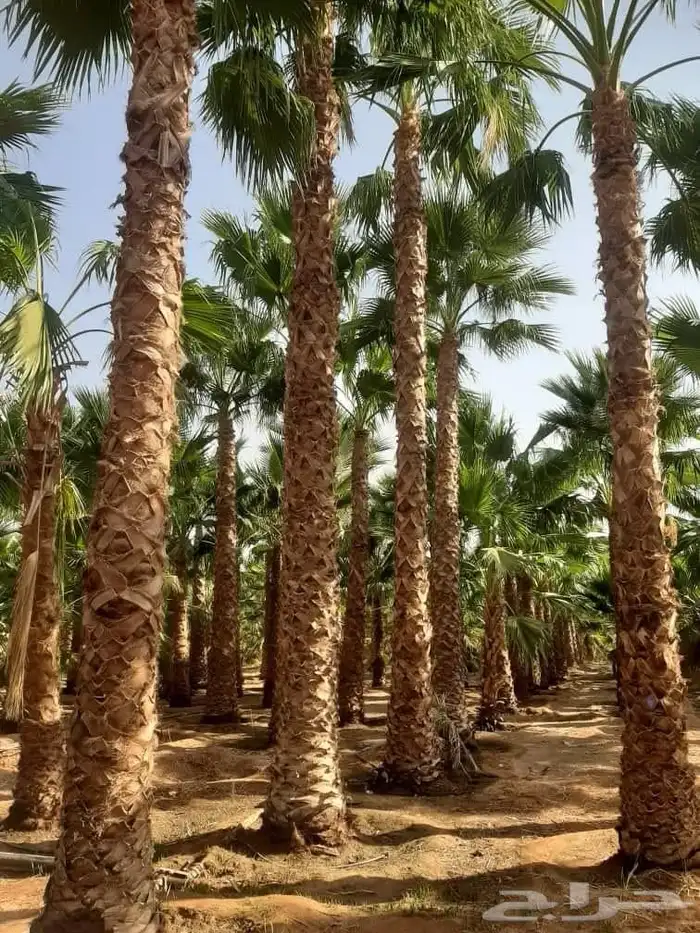 نخل واشنطن زينة امريكي 4