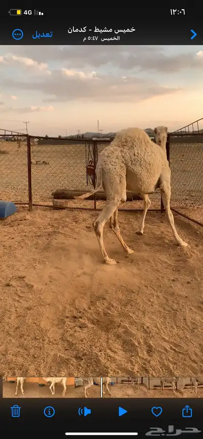 قعود فل شحم 1