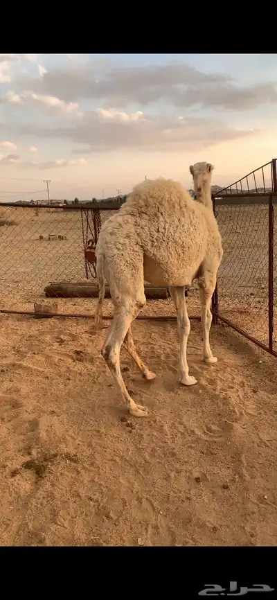 قعود فل شحم 2