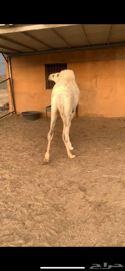قعود فل شحم 0