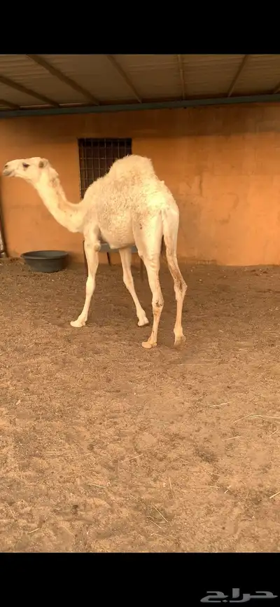 قعود فل شحم 3
