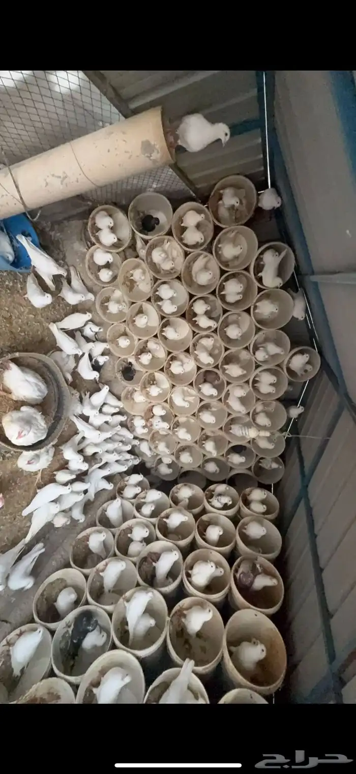 حمام فرنسي جانبو 0