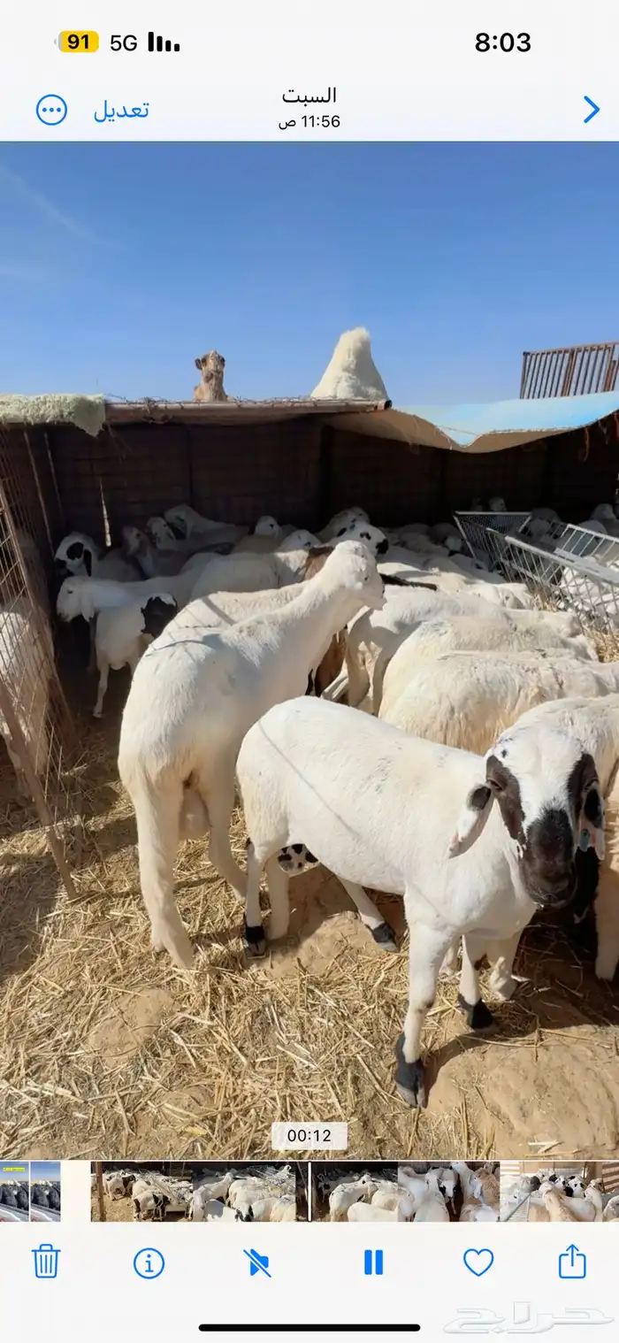 سواكني مرابي 4 شهور 1