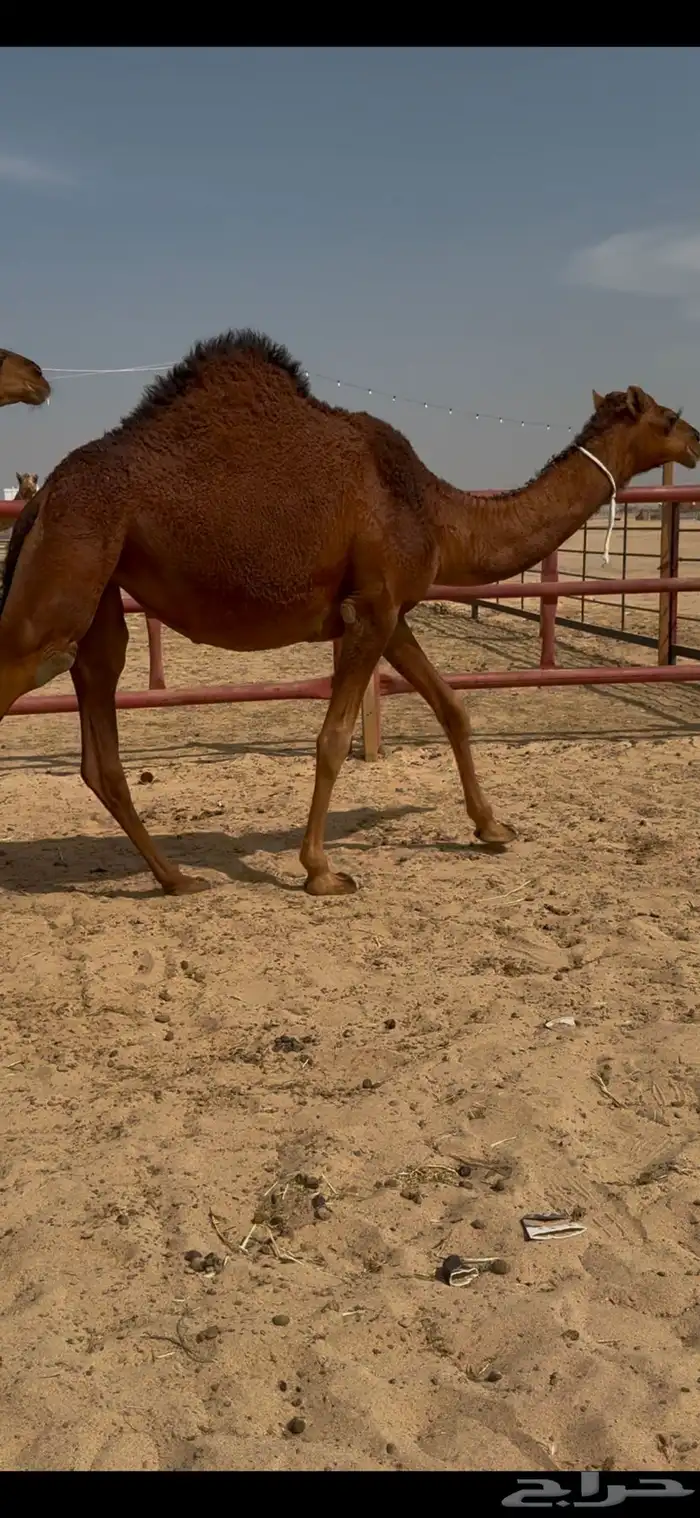 تم تم البيع 8