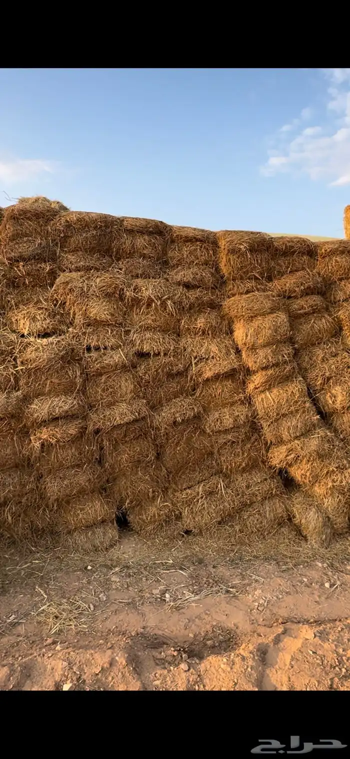 برسيم مخلوط غنم بل ارخص الاسعار 1