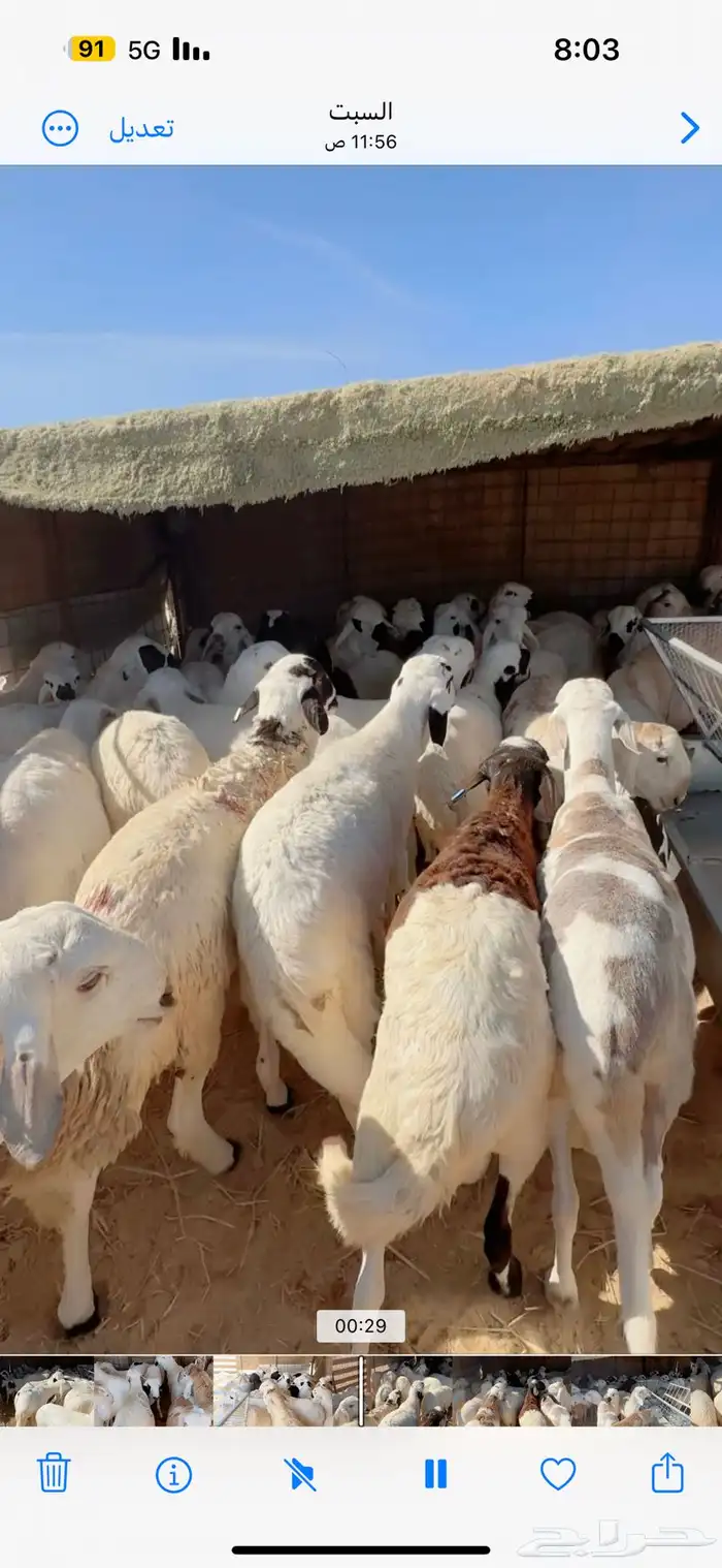 سواكني مرابي 4 شهور 3