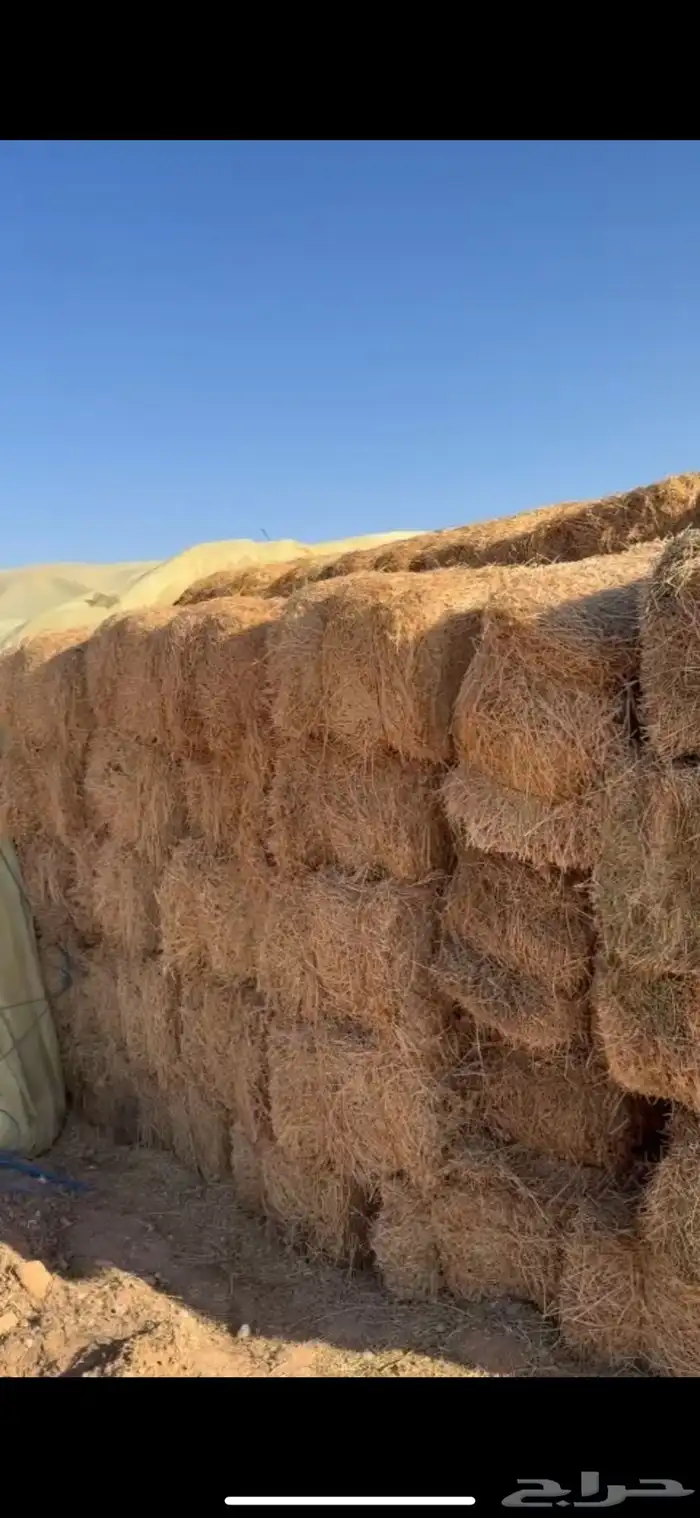 برسيم مخلوط غنم بل ارخص الاسعار 0
