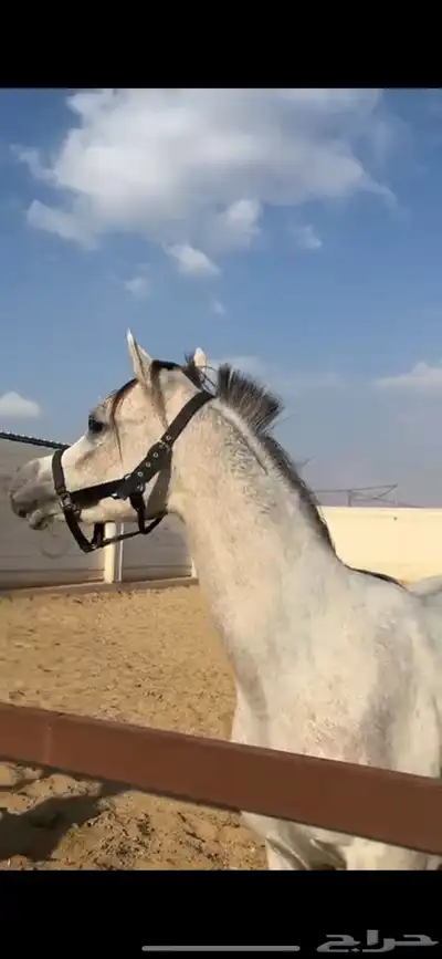 مهر واهو عربي 1