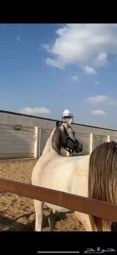 مهر واهو عربي 0