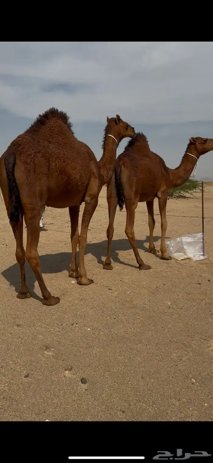 تم تم البيع 6