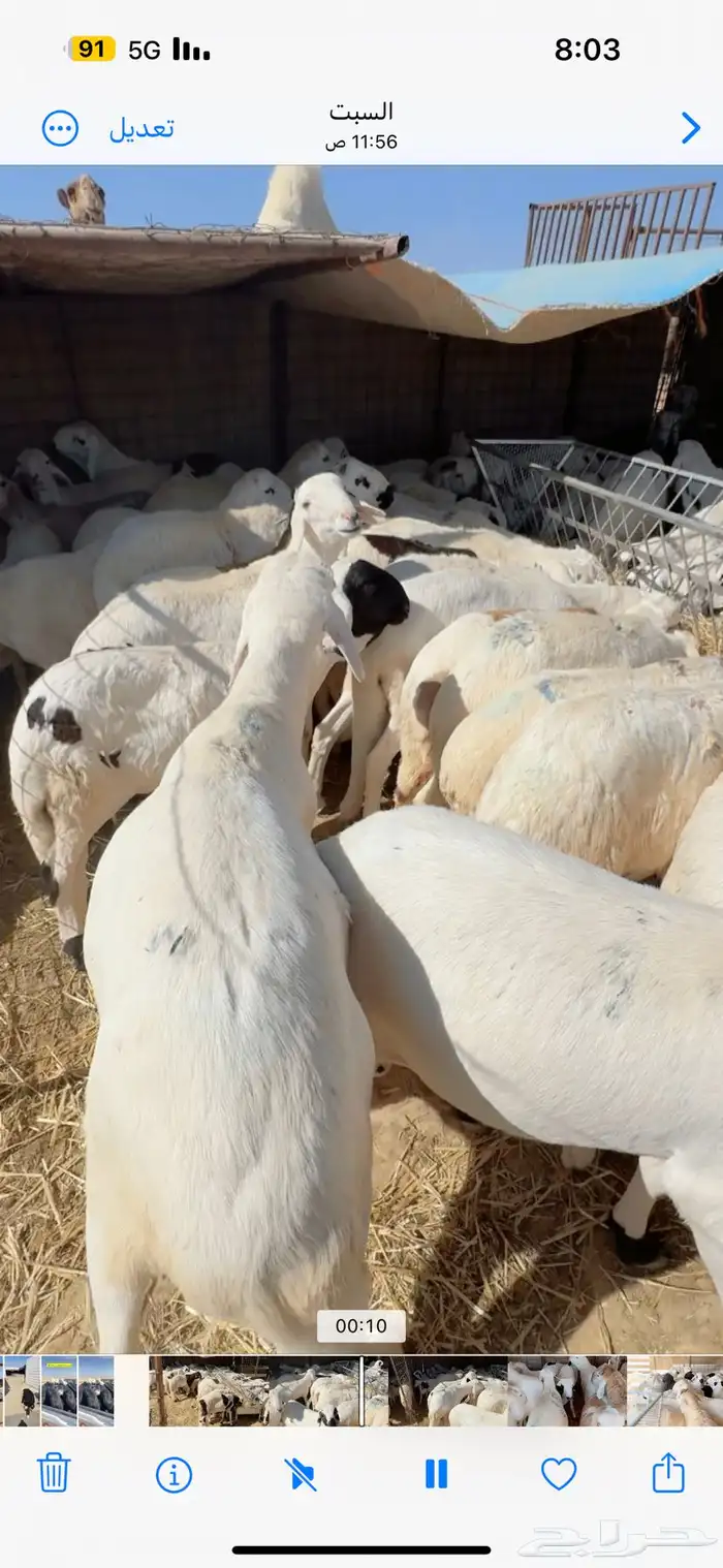 سواكني مرابي 4 شهور 0
