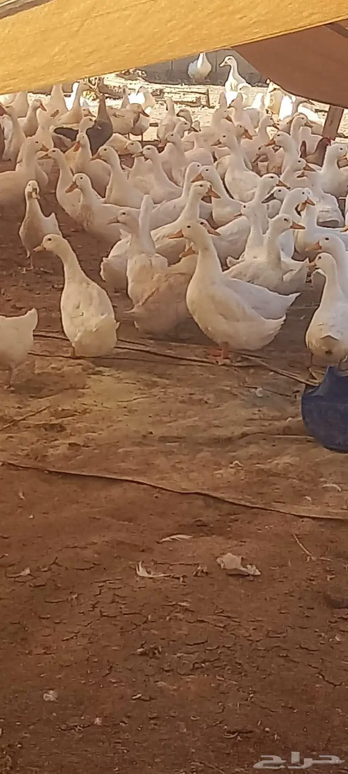القصيم ابلك 2