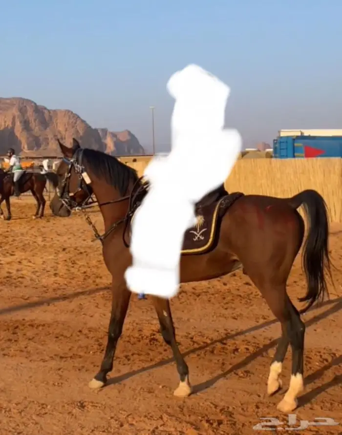 حصان واهو حفيد فادي الشقب 4