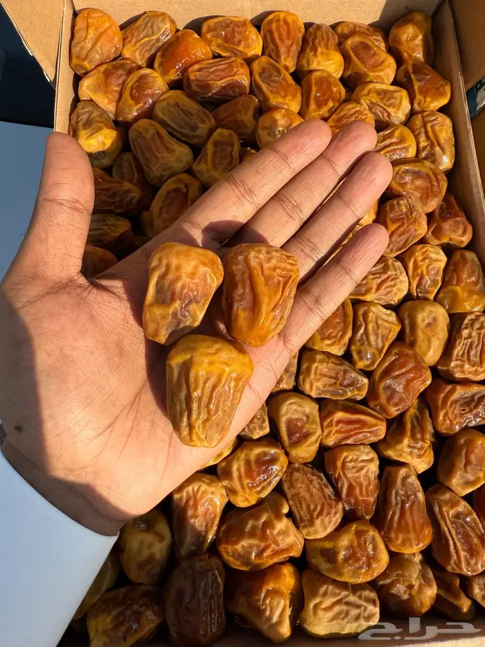سكري مفتل للجملة 2