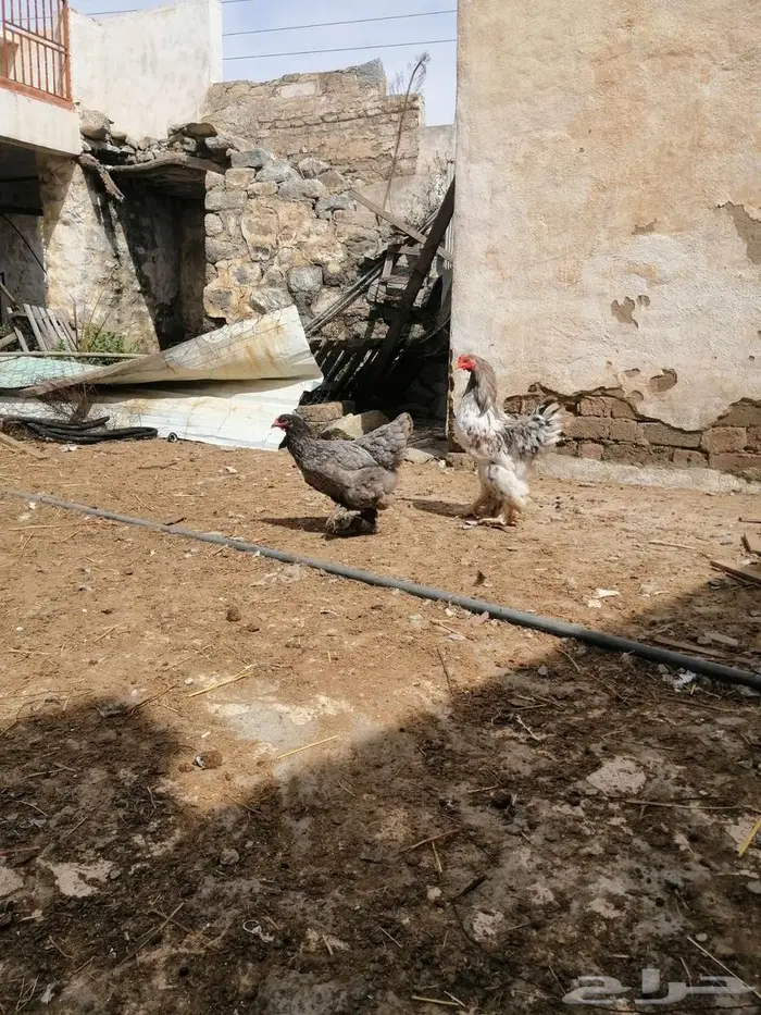 دجاج براهما تم البيع 4
