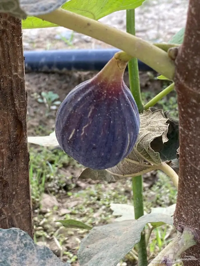 شتلات للبيع 18