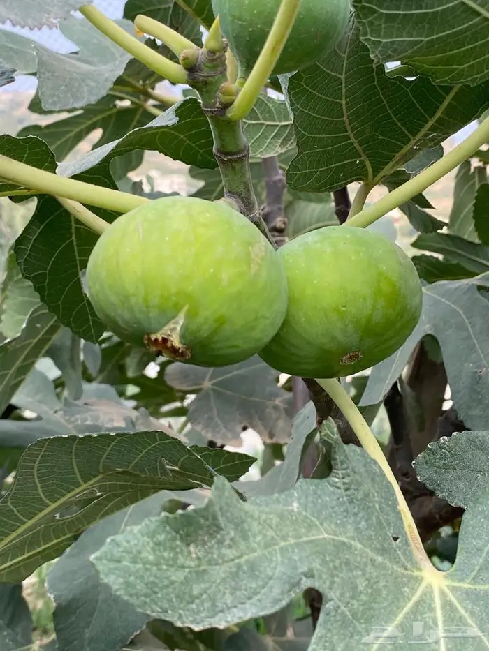 شتلات للبيع 17