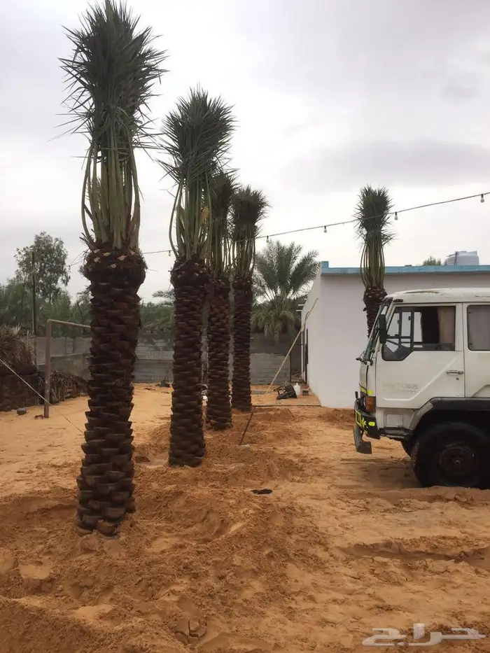 للبيع النخيل 1