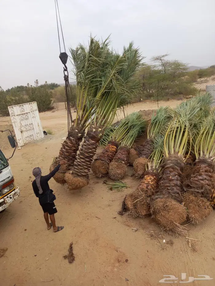 للبيع النخيل 2