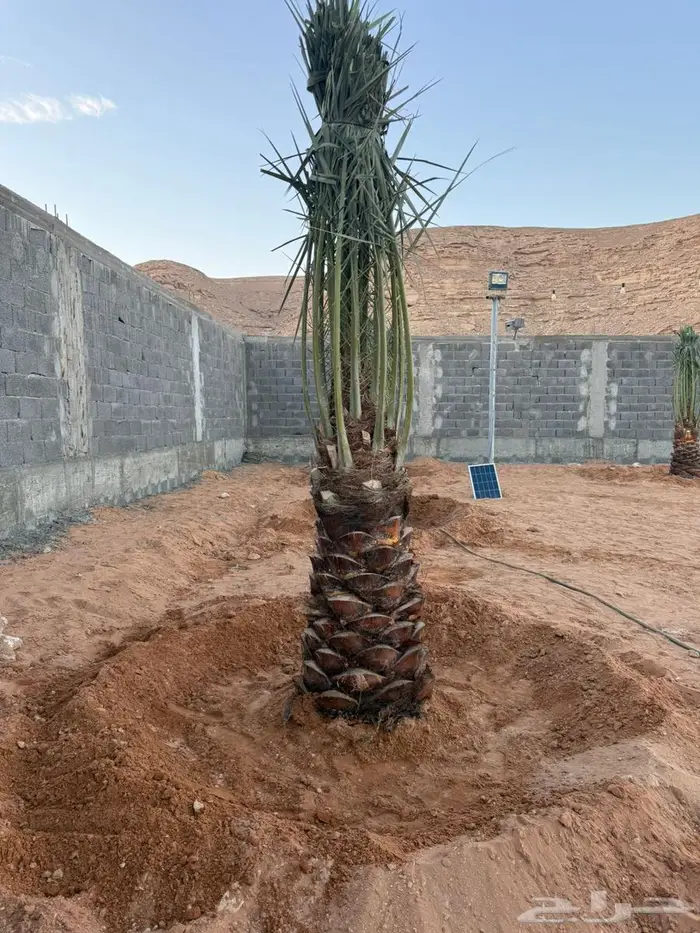 للبيع النخيل 4