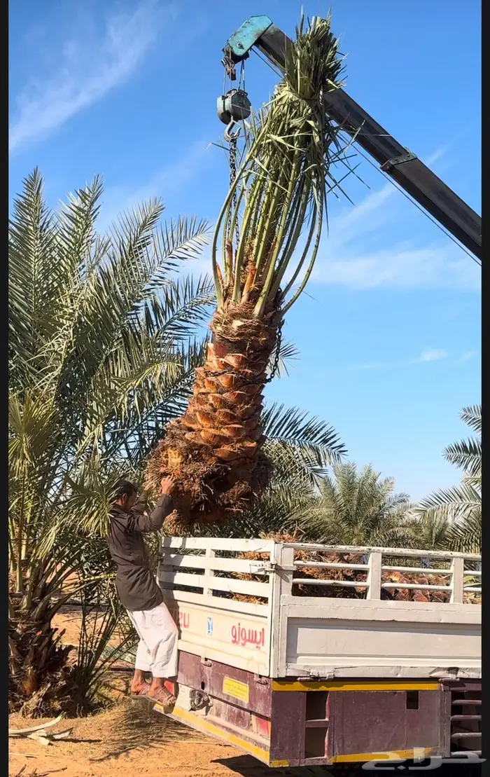 للبيع النخيل 3