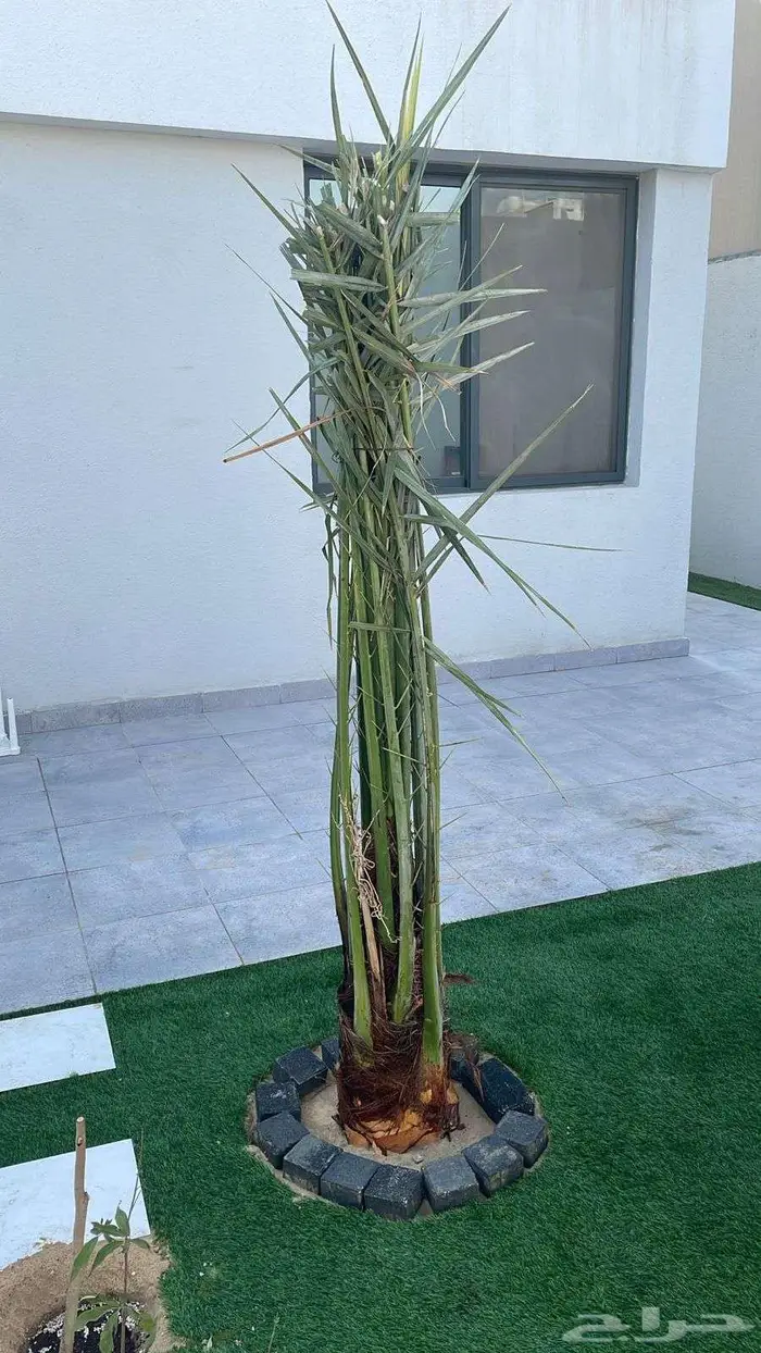 نخل للبيع خلاص مثمره وسكري وبرحي وواشنطن وتركيب شبوك 8