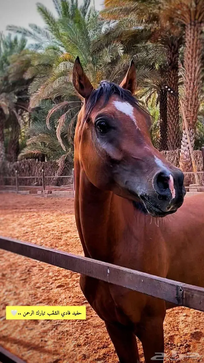 حصان واهو حفيد فادي الشقب 0