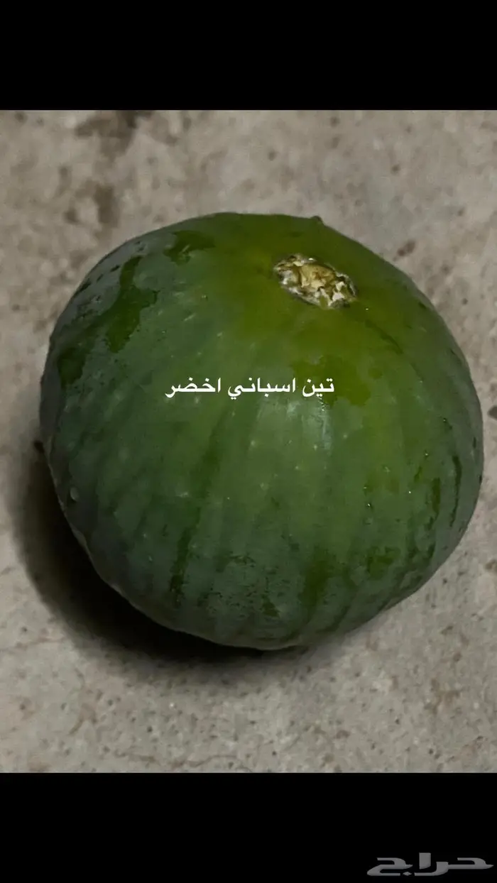 شتلات للبيع 6