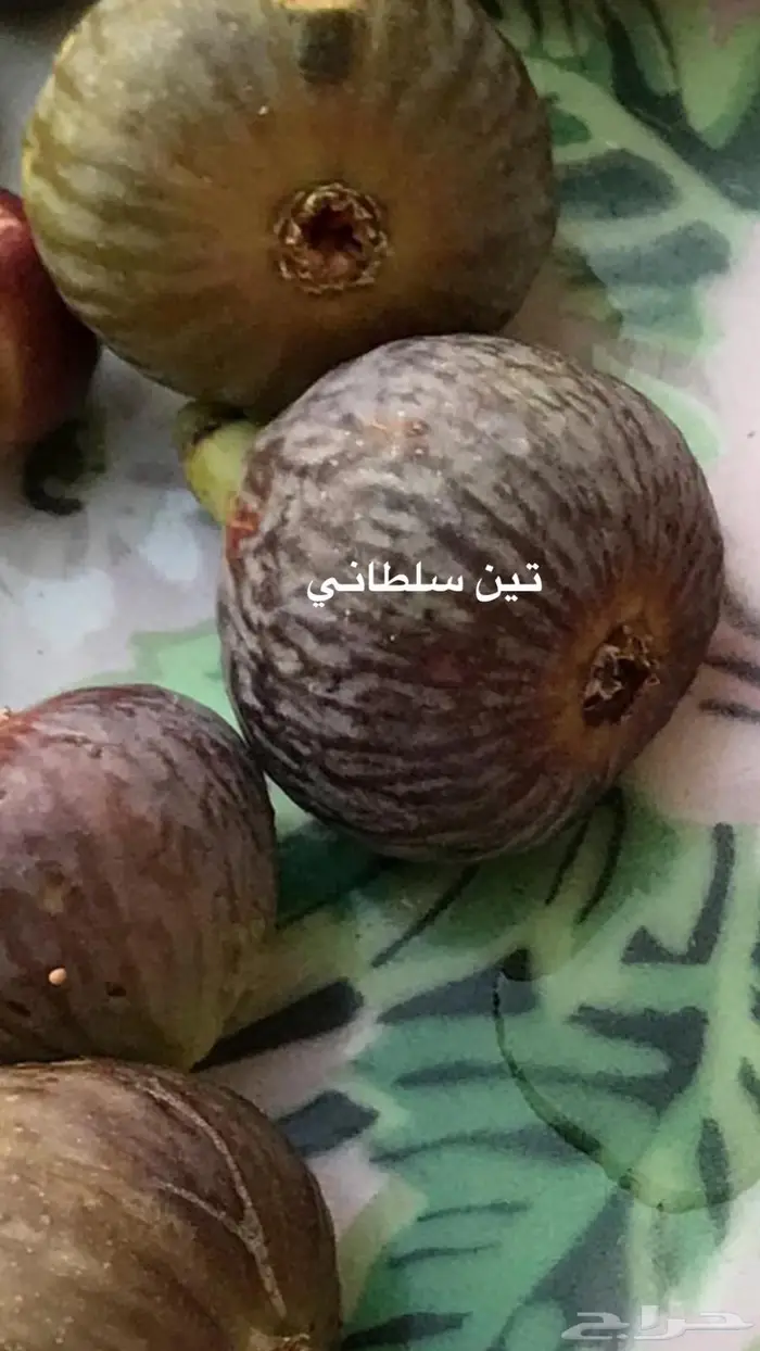 شتلات للبيع 12