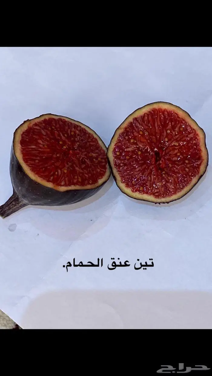 شتلات للبيع 16