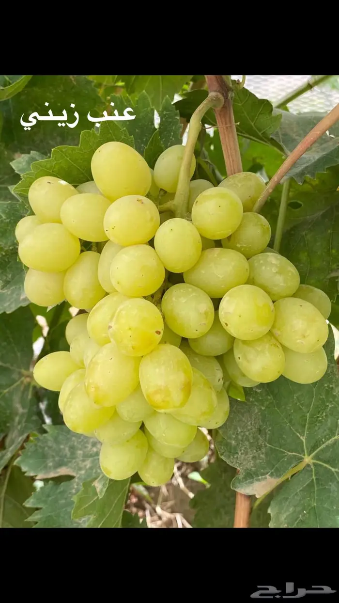 شتلات للبيع 13