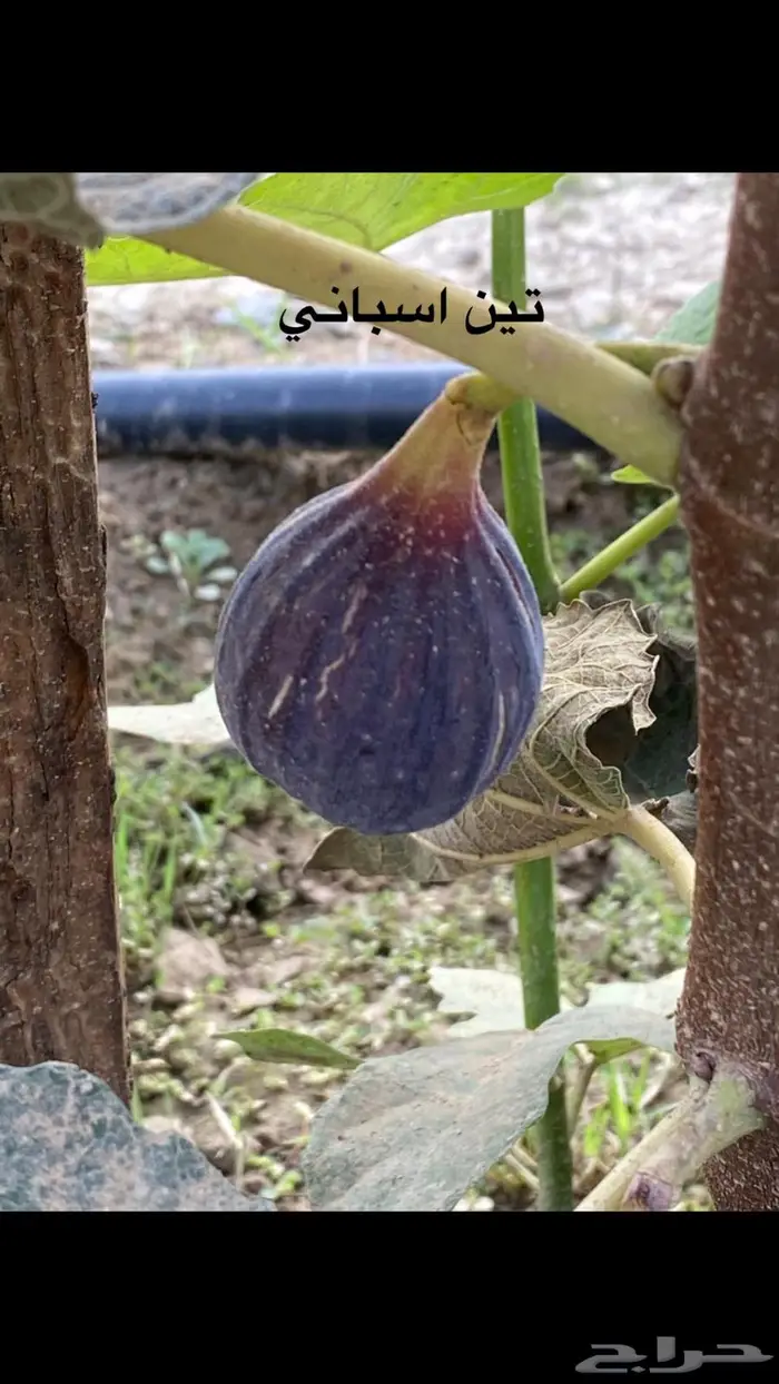 شتلات للبيع 8