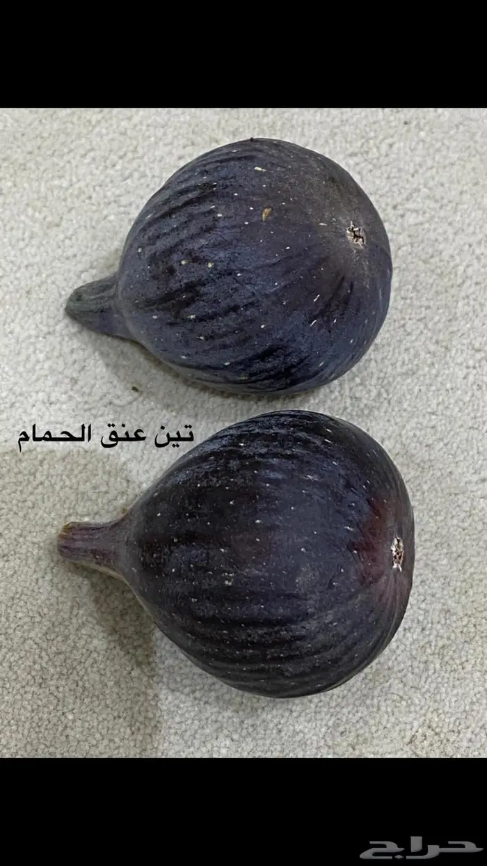 شتلات للبيع 22