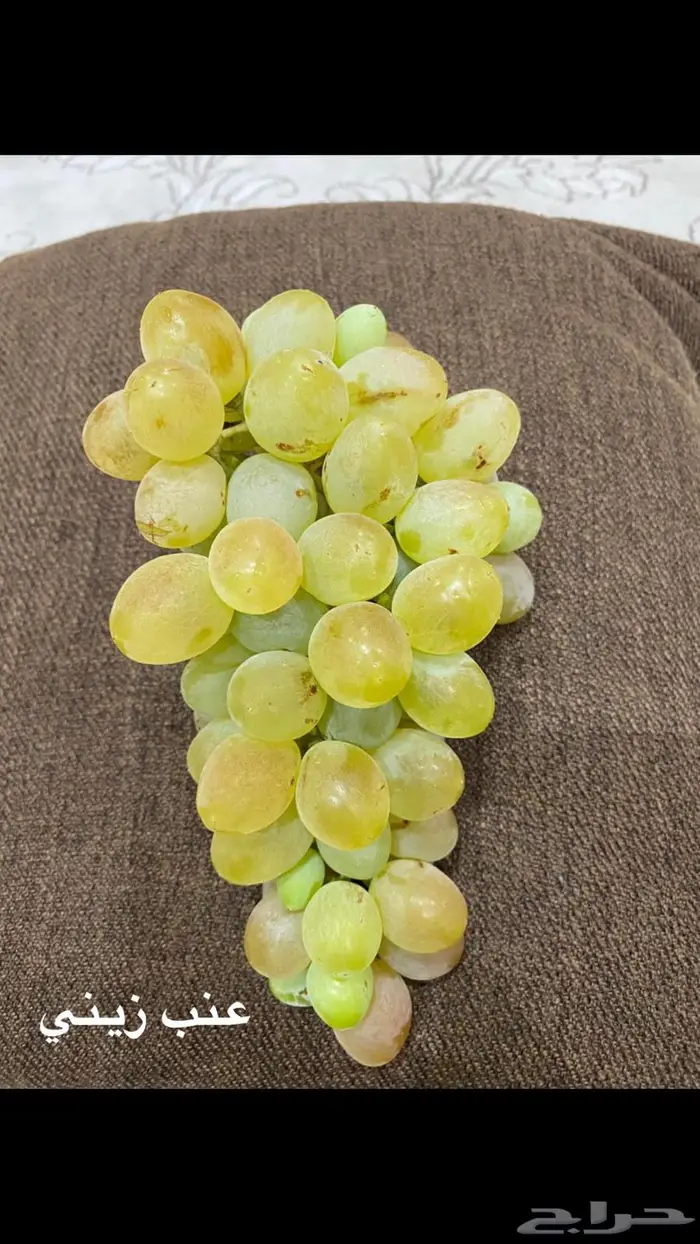 شتلات للبيع 21