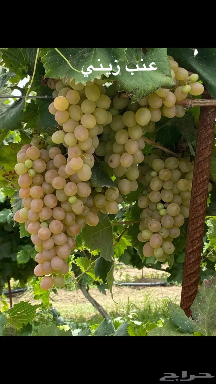 شتلات للبيع 20