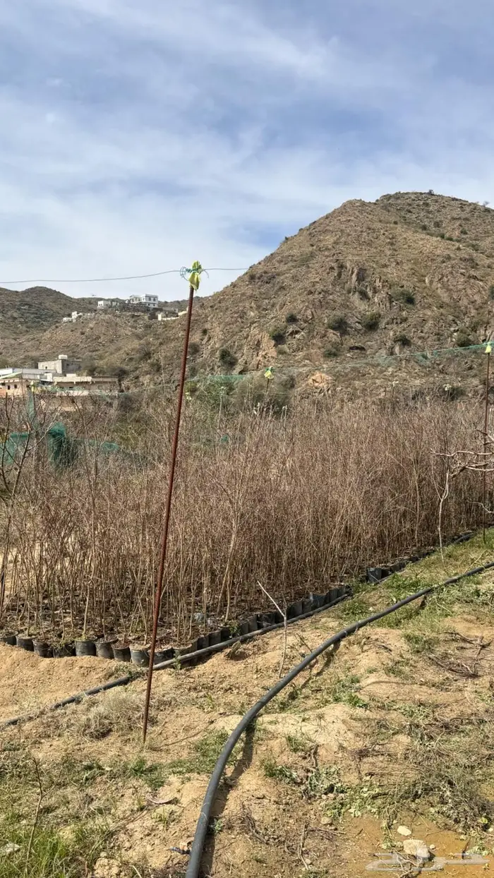 شتلات للبيع 0