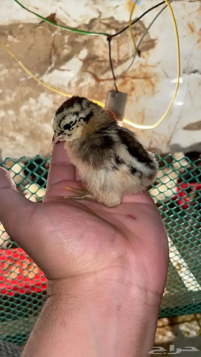 صيصان دجاج 2