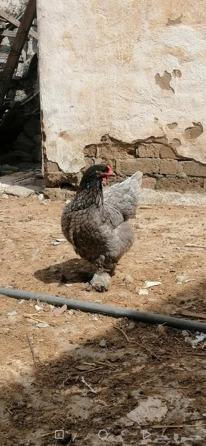 دجاج براهما تم البيع 0
