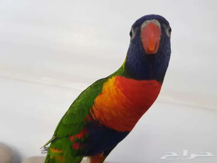 لوري اليف ريمبو ريد 2