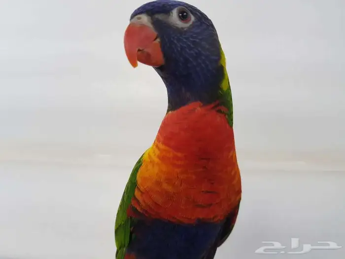 لوري اليف ريمبو ريد 3