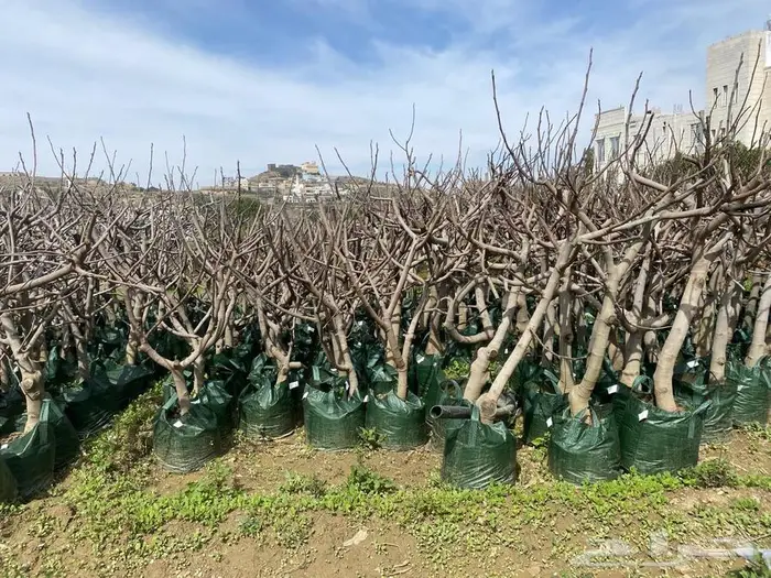 شتلات للبيع 2